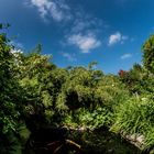 Heute im Gartenteich - schwimmen, singen, tanzen