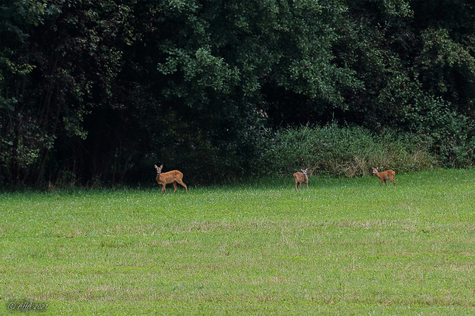 Heute im Greizer Park