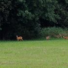 Heute im Greizer Park