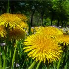 Heute im Großen Garten..