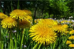 Heute im Großen Garten..