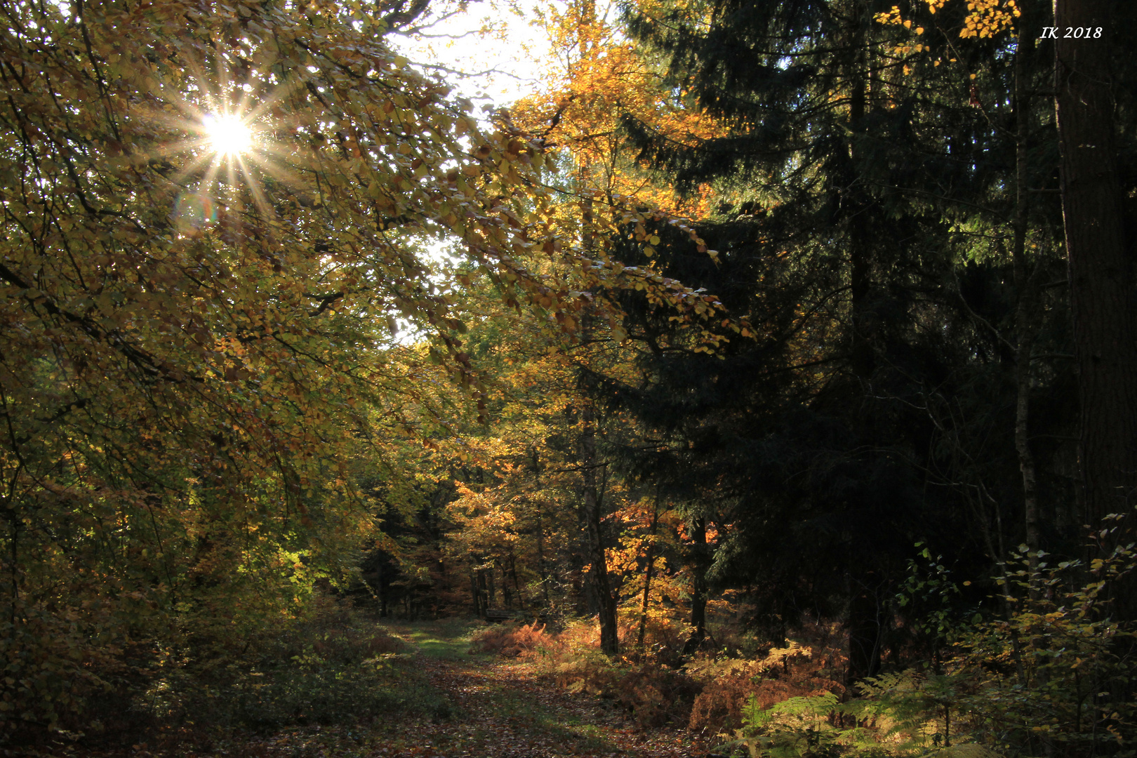 heute im Herbstwald