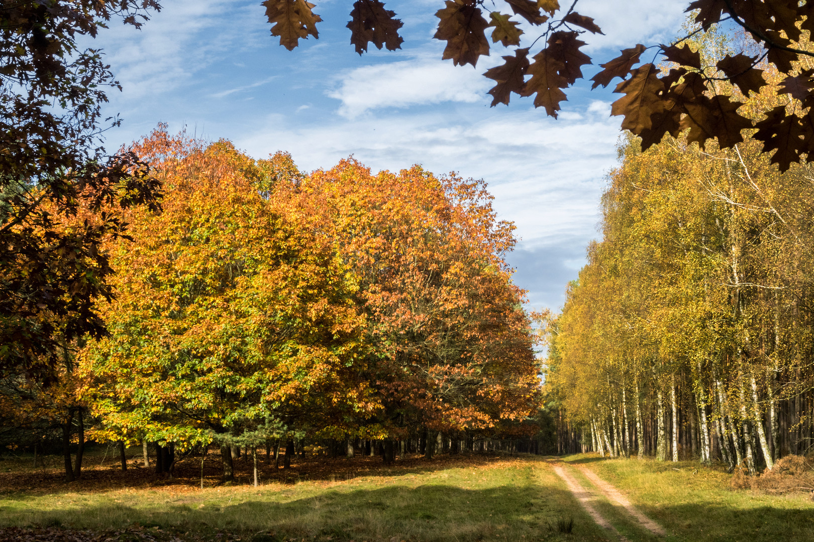 Heute im Herbstwald