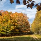 Heute im Herbstwald