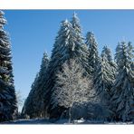 Heute im Hochsolling... - oder: Dreiecks- Komposition mit Fluchtperspektive