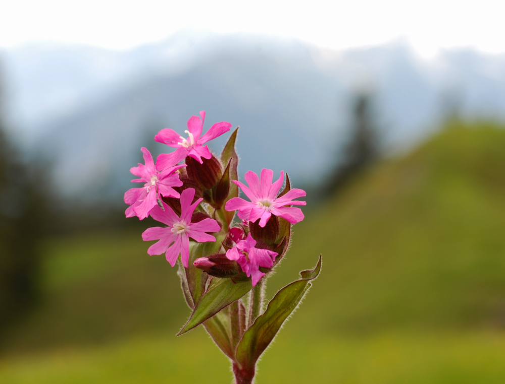 Heute im Karwendel