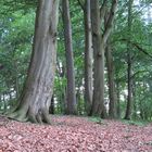 heute im kleinen Hangwald ... 