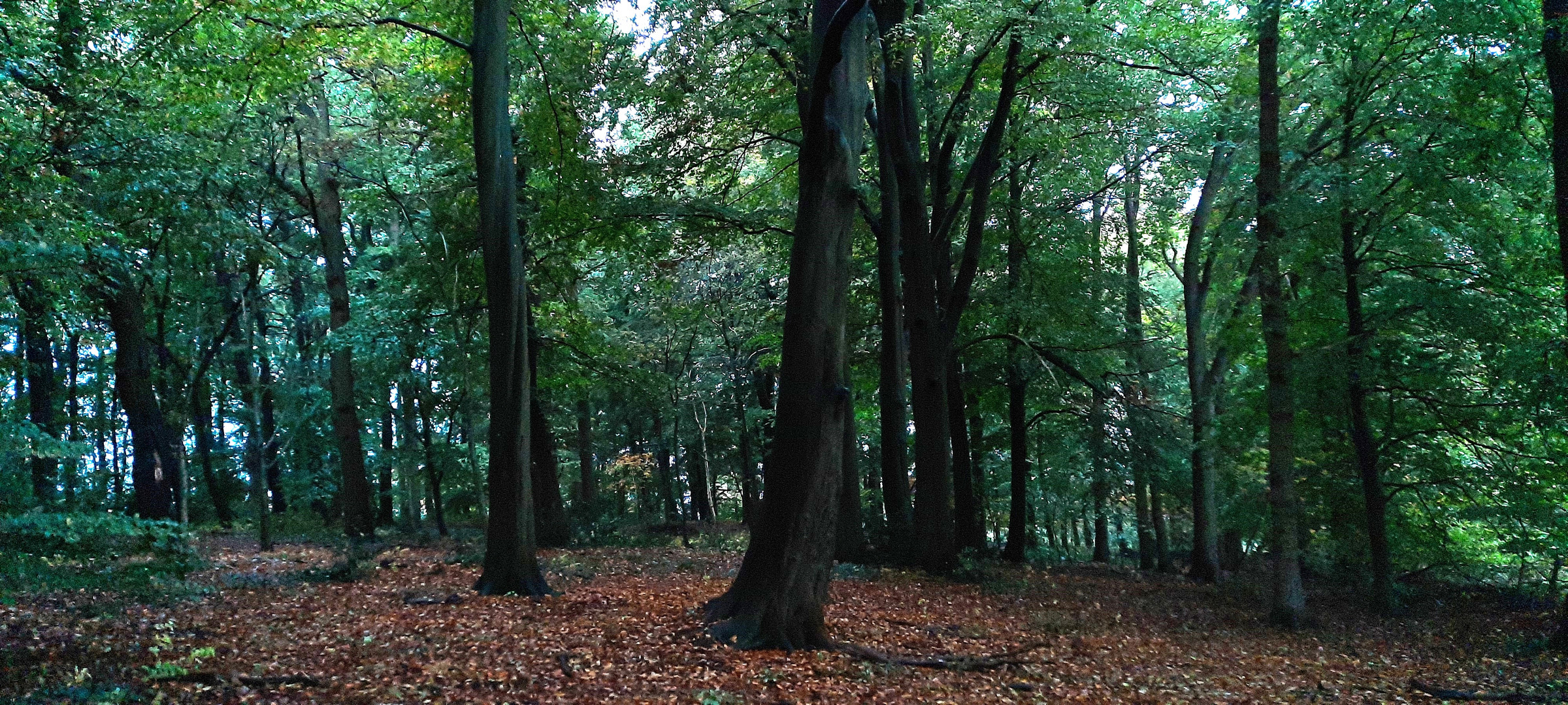 Heute im kleinen  Wald 