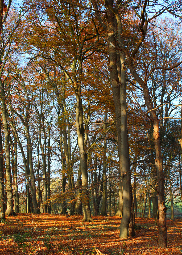 heute im kleinen Wald ...