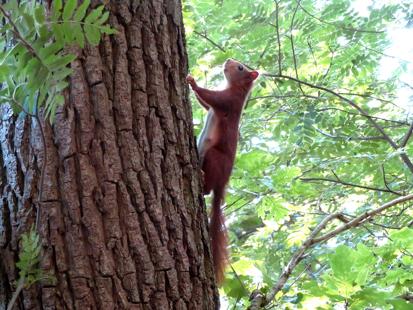 Heute im kleinen Wald ... 