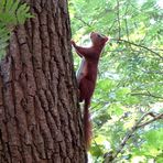 Heute im kleinen Wald ... 