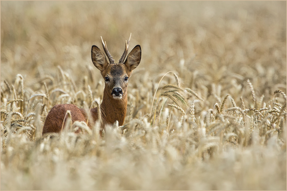 Heute im Kornfeld ...