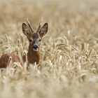 Heute im Kornfeld ...