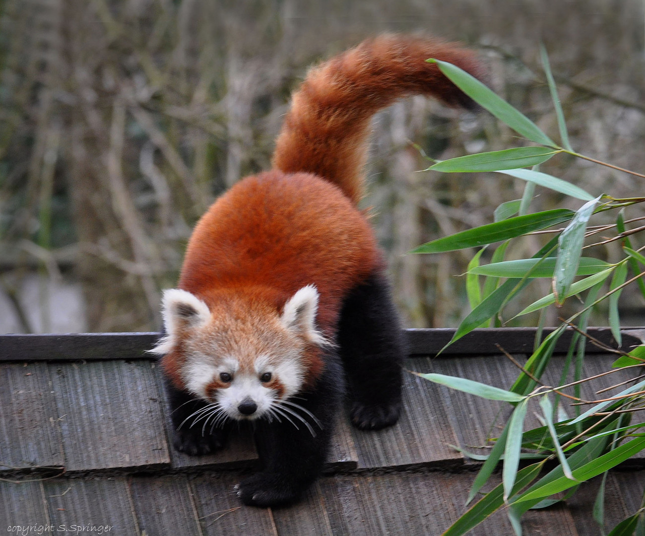 Heute im Krefelder Zoo ....