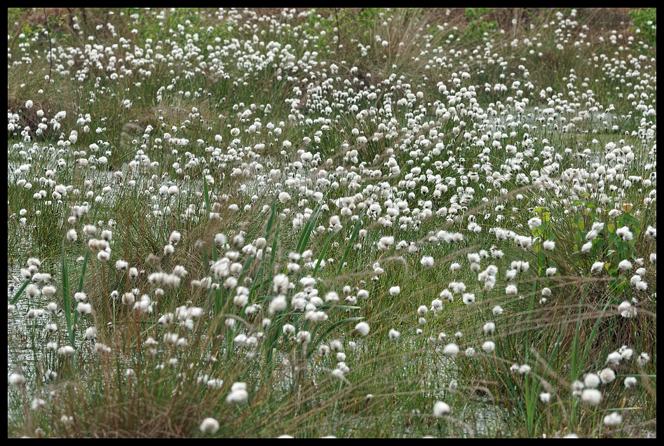 Heute im Moor