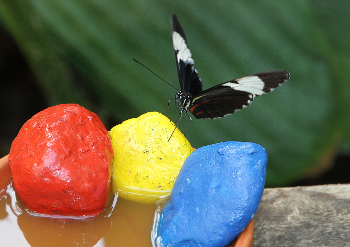 Heute im Nürnberger Tiergarten 6 .........bunte Szene im Tropenhaus...........