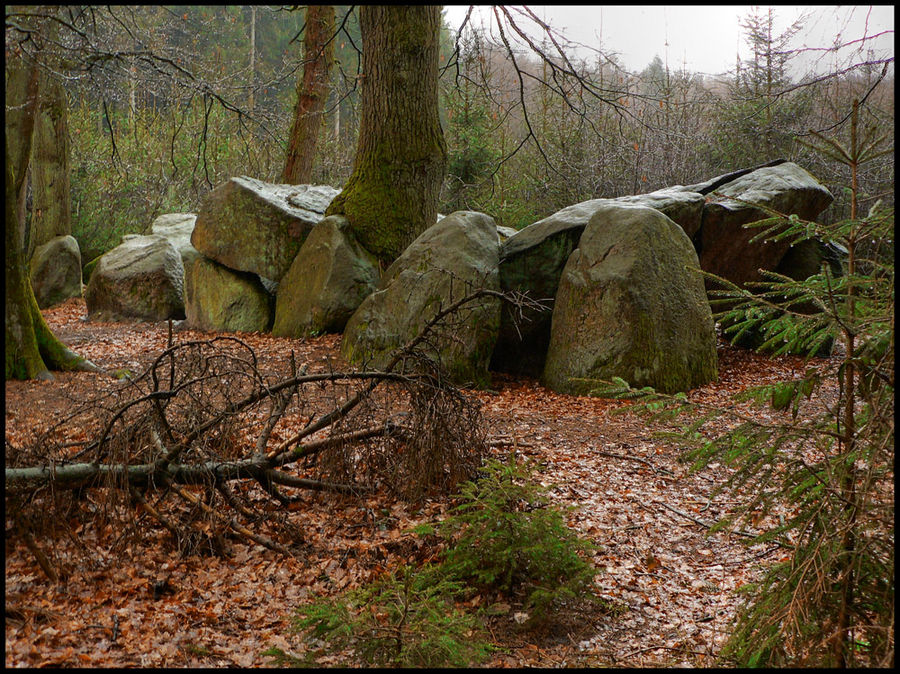 heute im regen im wald gefunden