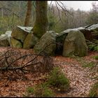 heute im regen im wald gefunden