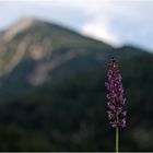 Heute im Rofan-Gebirge