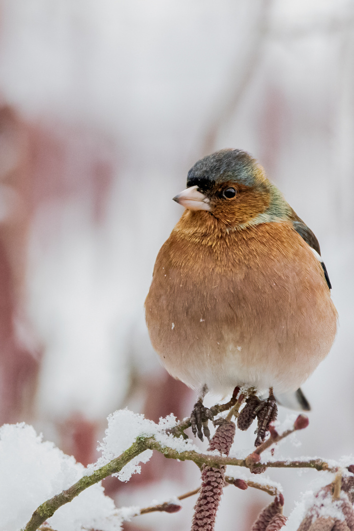 Heute im Schnee