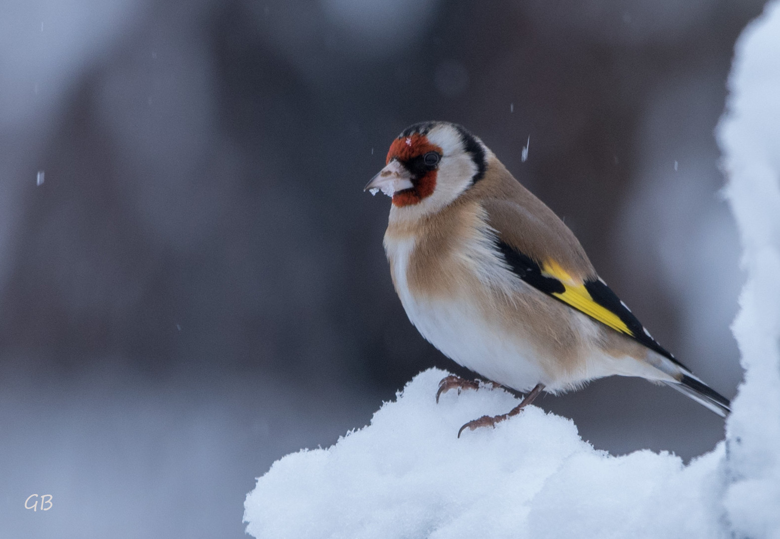 heute im Schnee..