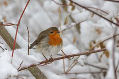 Heute im Schnee