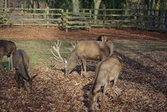 Heute im Tierpark