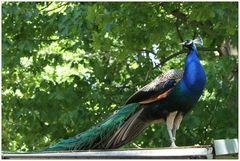 Heute im Tierpark 2