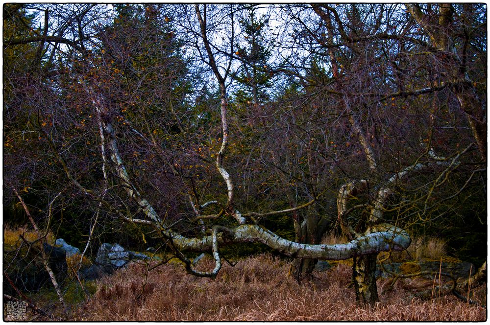 .Heute im Wald...