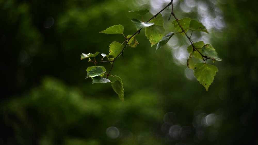 Heute im Wald 1