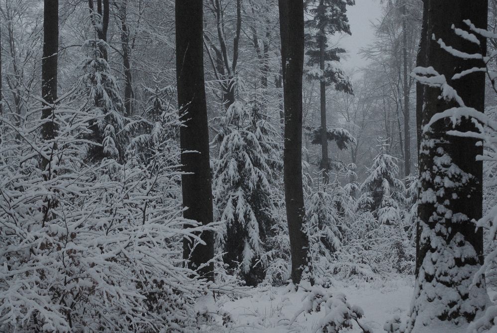 Heute im Wald