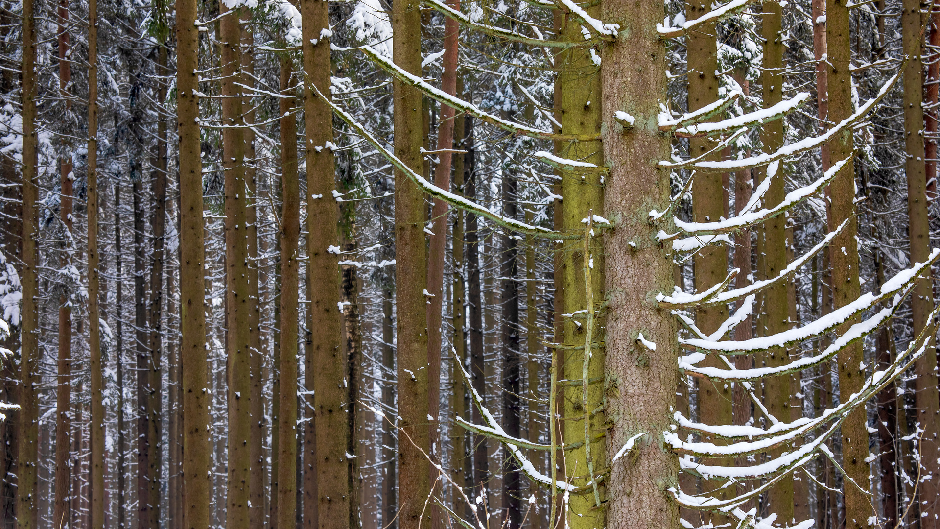 Heute im Wald...