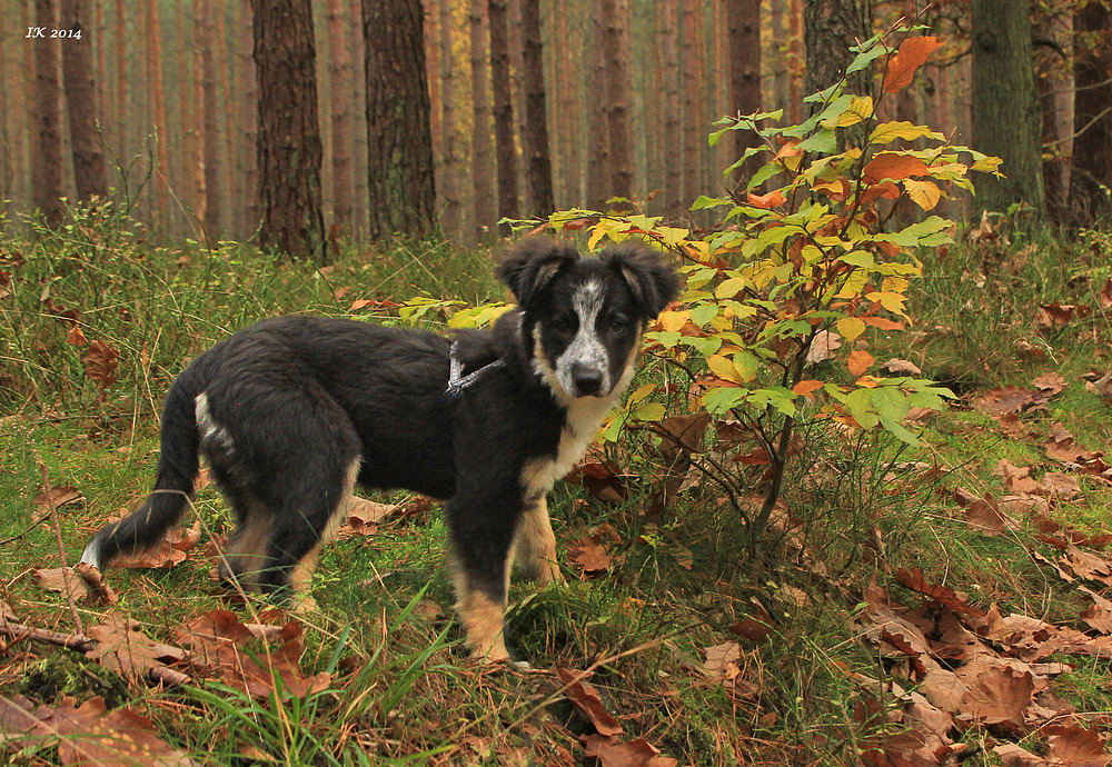 heute im Wald