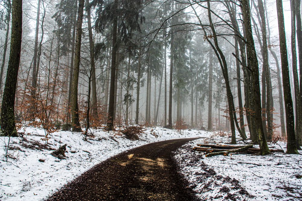 Heute im Wald 2