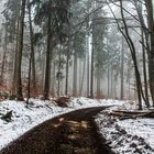 Heute im Wald 2