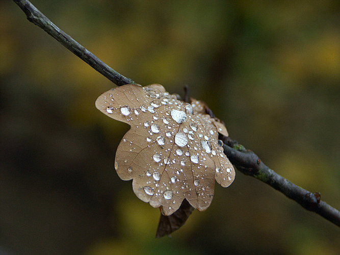 Heute im Wald 2