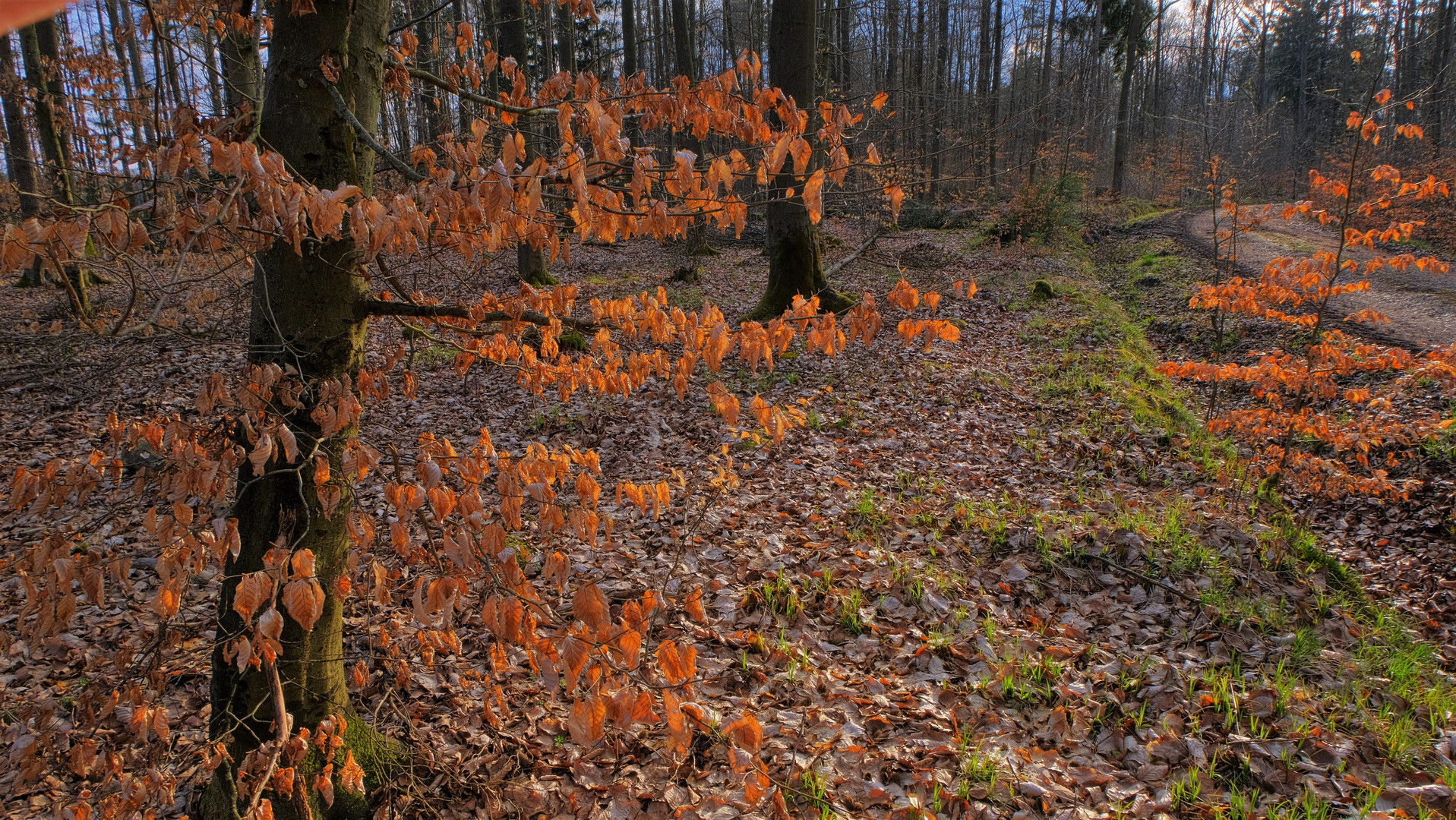 heute im Wald, 2 (hoy en el bosque, 2)