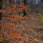 heute im Wald, 2 (hoy en el bosque, 2)