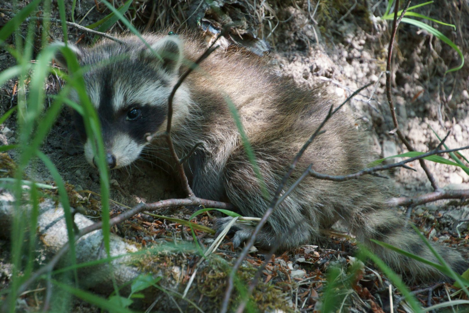 Heute im Wald