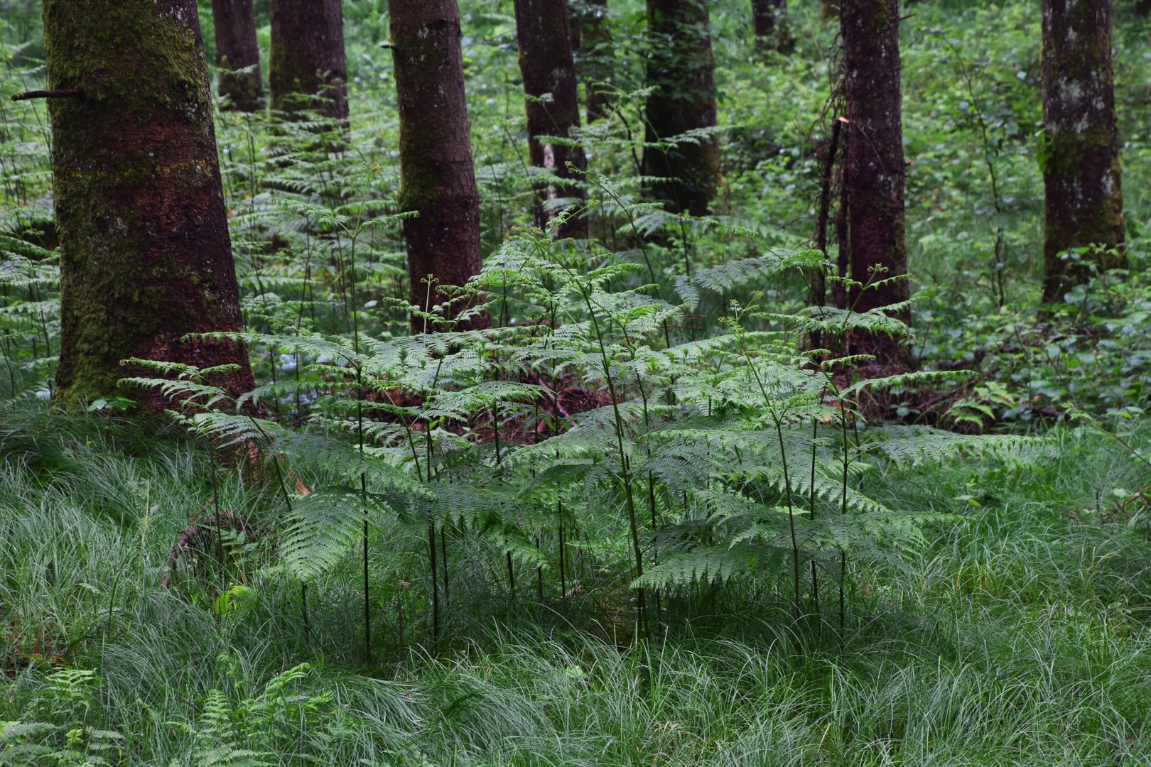 Heute im Wald ........