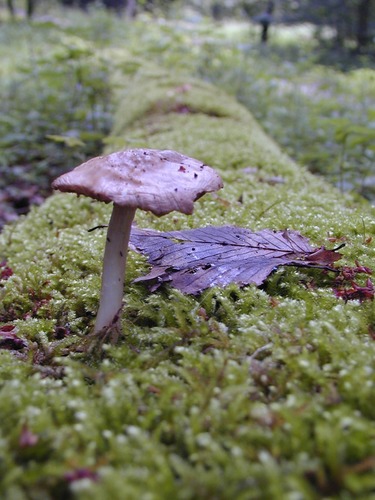 heute im Wald von Berny Janning