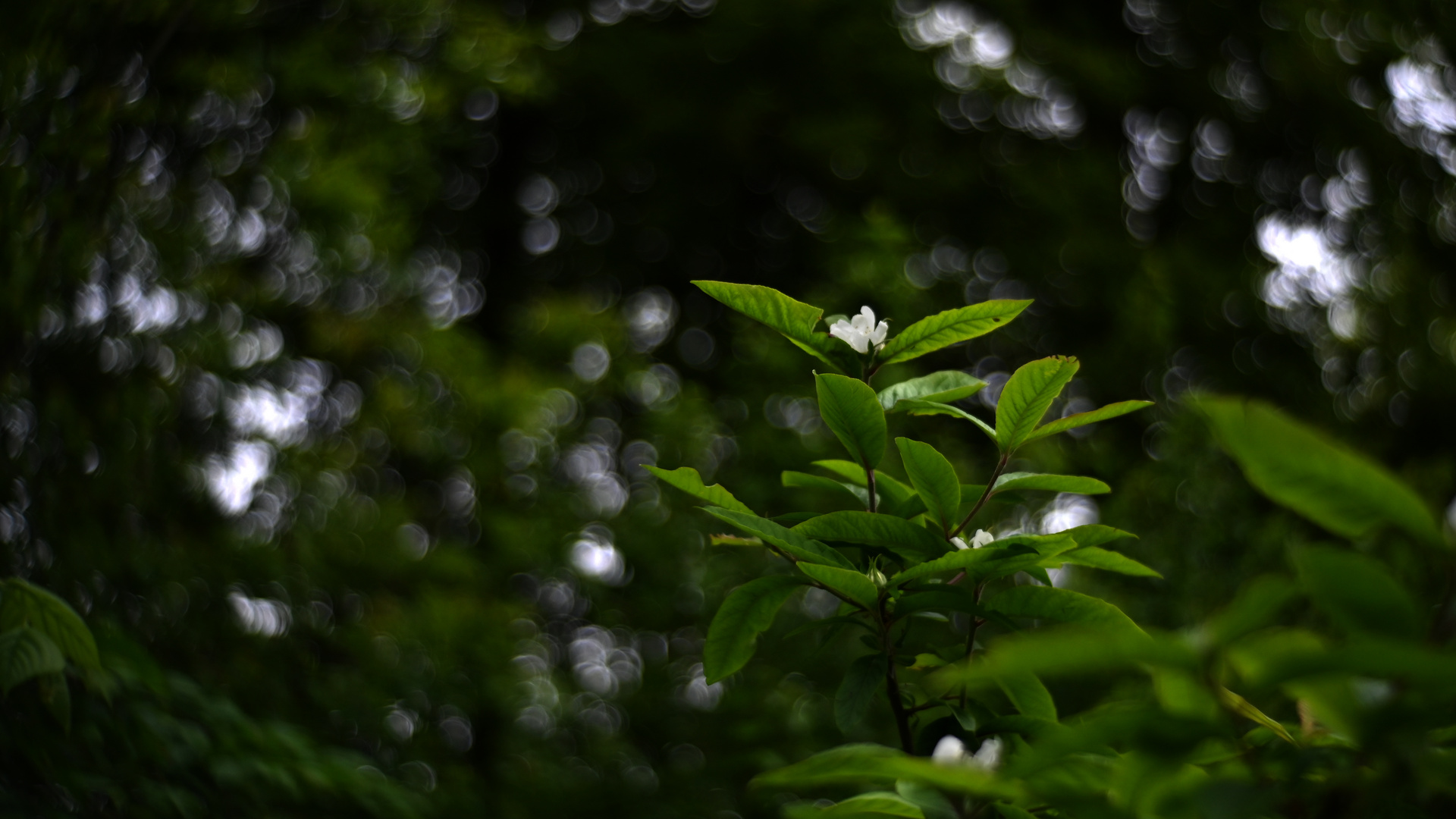 Heute im Wald 4