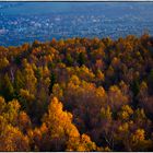 .Heute im Wald