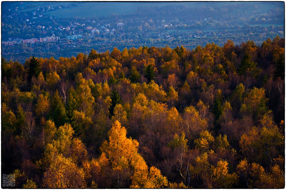 .Heute im Wald