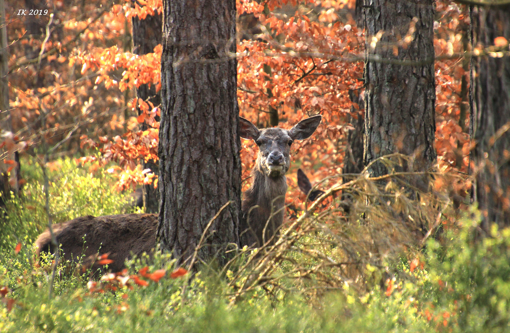 Heute im Wald....