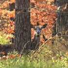 Heute im Wald....