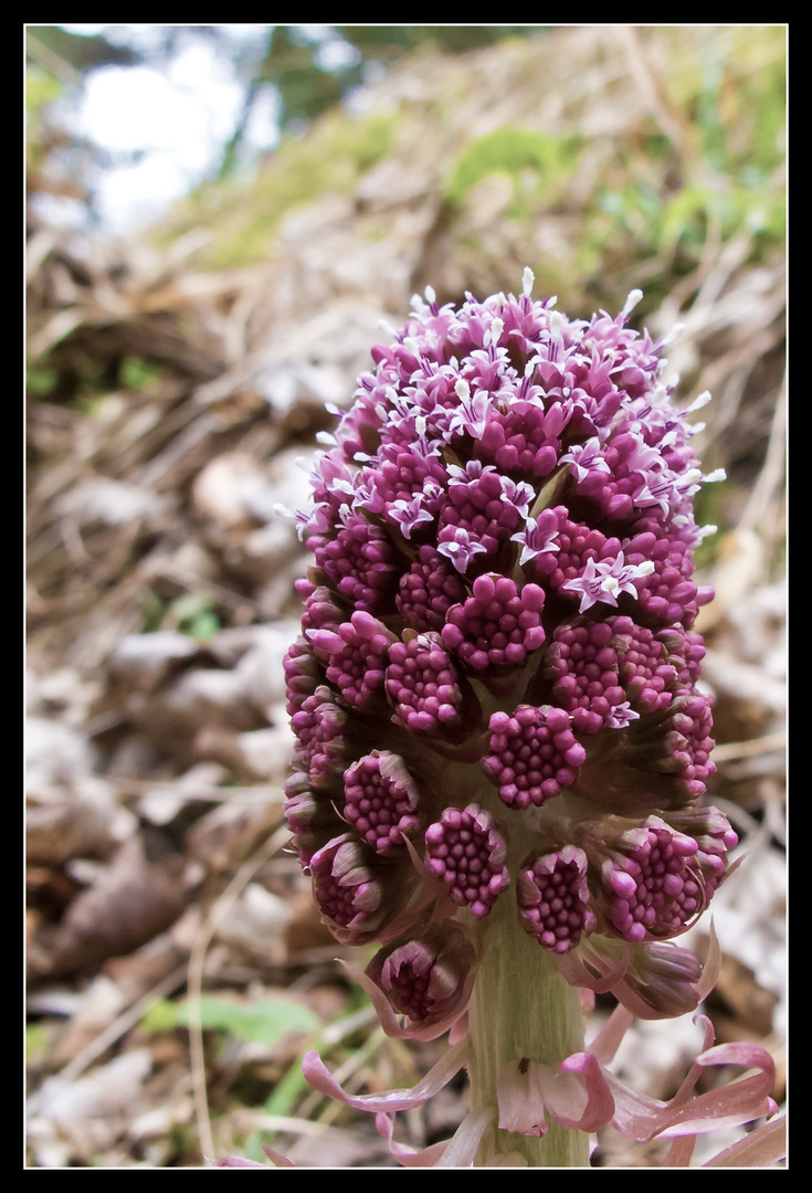 ?? heute im Wald