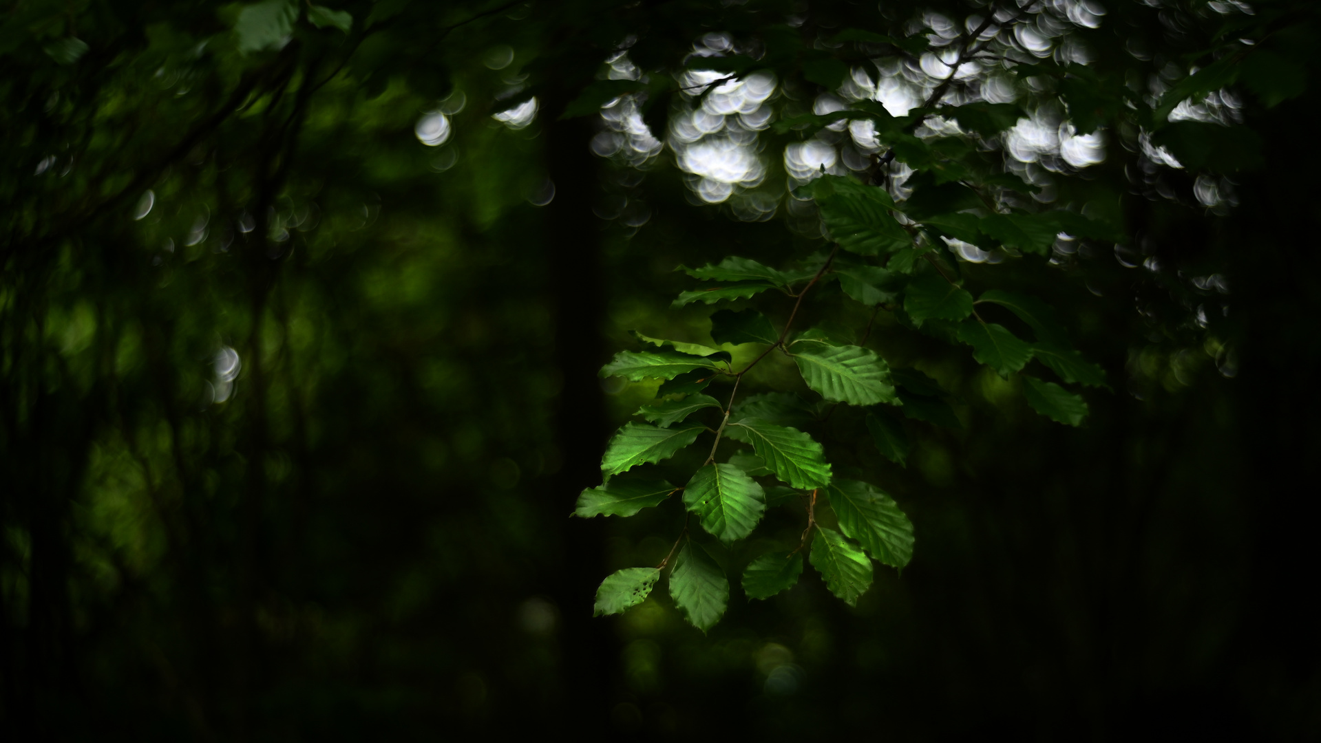 Heute im Wald 6