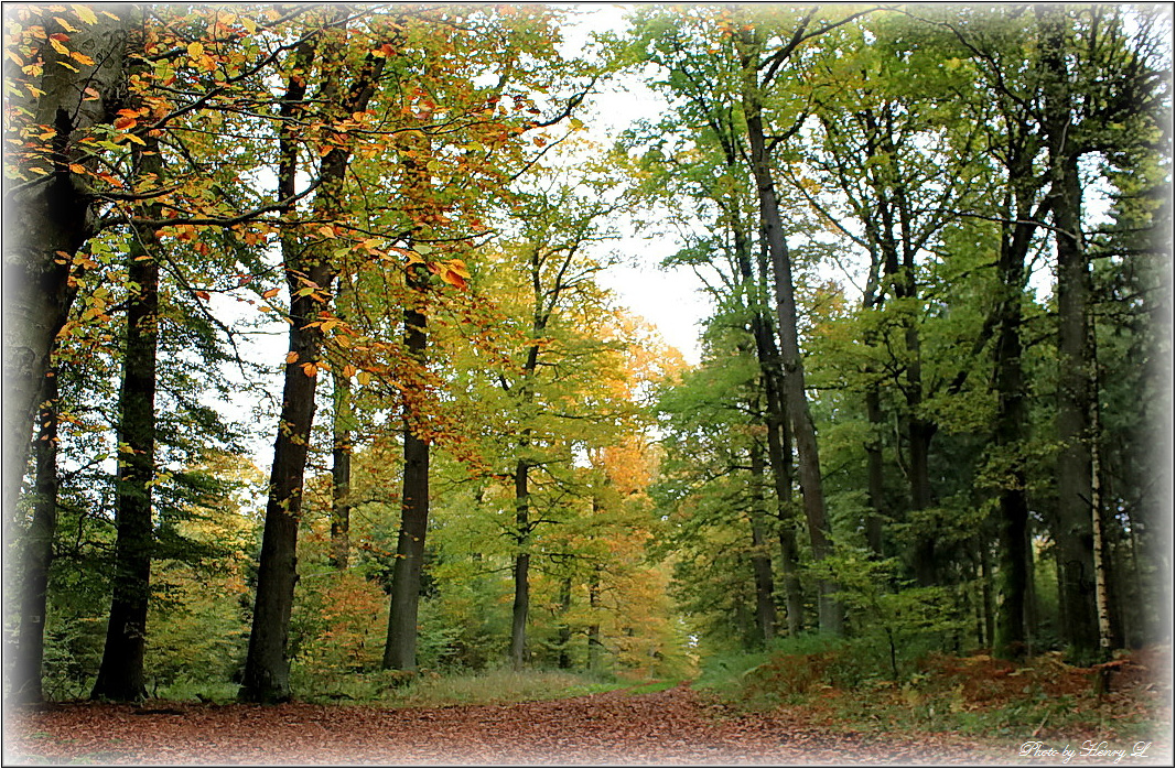 heute im Wald