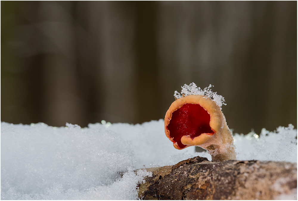 Heute im Wald..